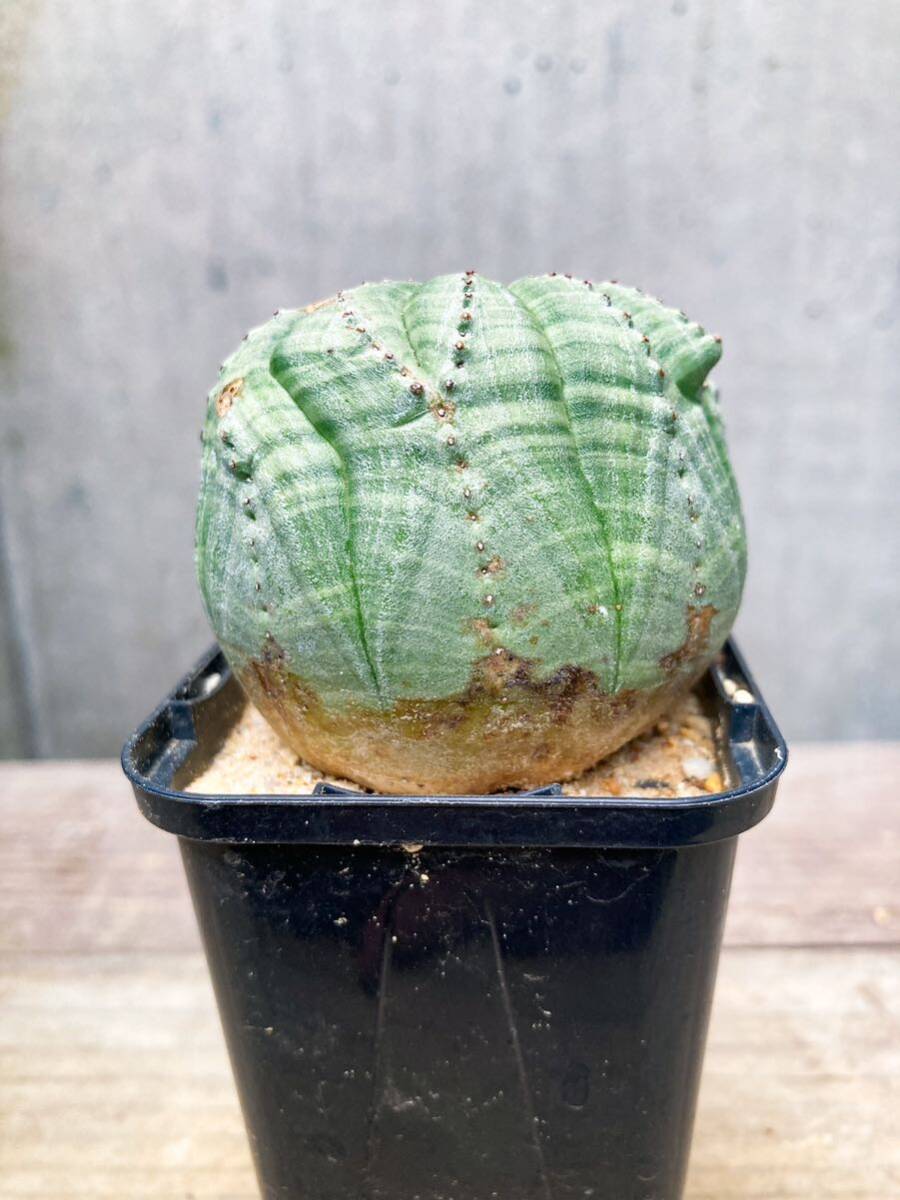 Euphorbia obesa F149【モンスト】ユーフォルビア オベサ_画像5