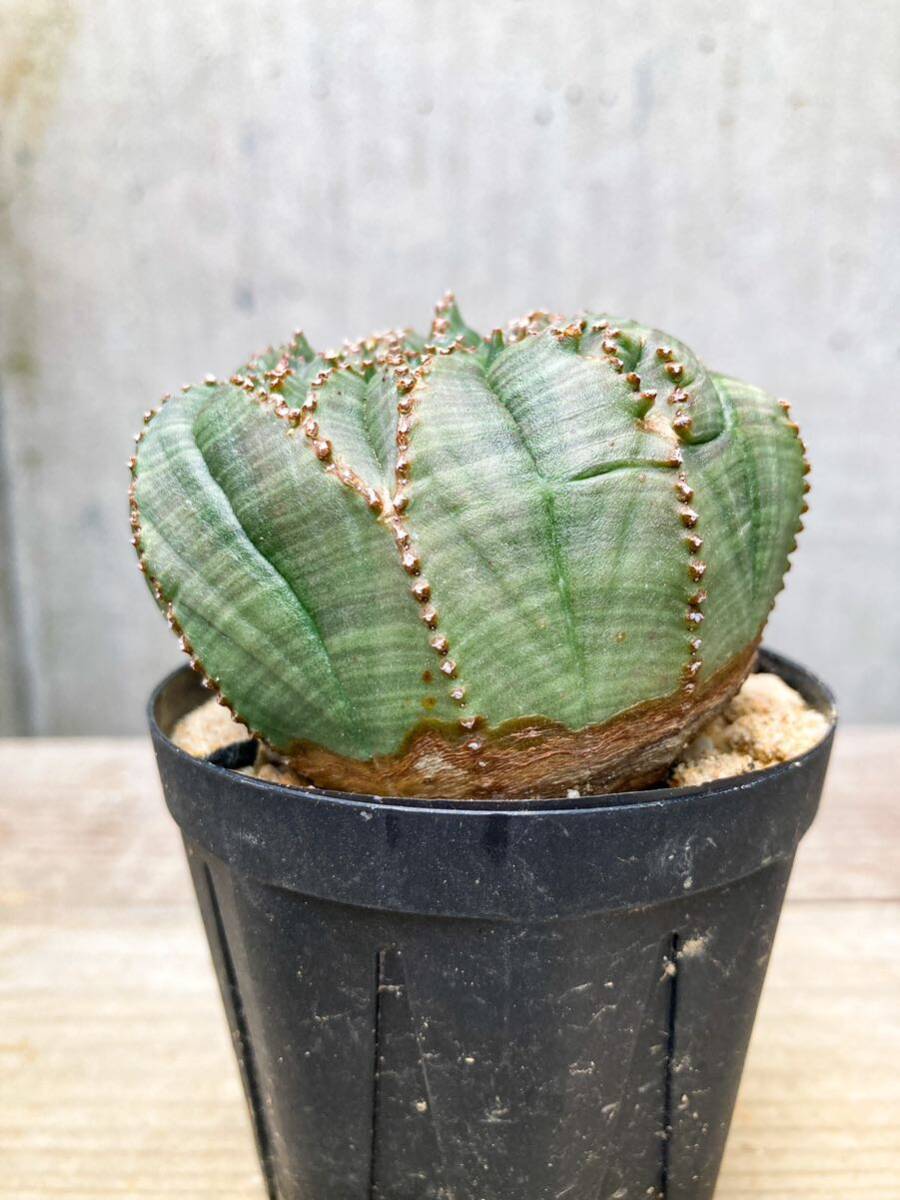 Euphorbia obesa F150【綴化・モンスト】ユーフォルビア オベサ_画像5