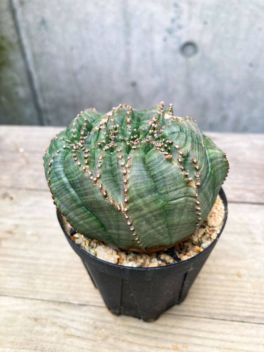 Euphorbia obesa F150【綴化・モンスト】ユーフォルビア オベサ_画像8
