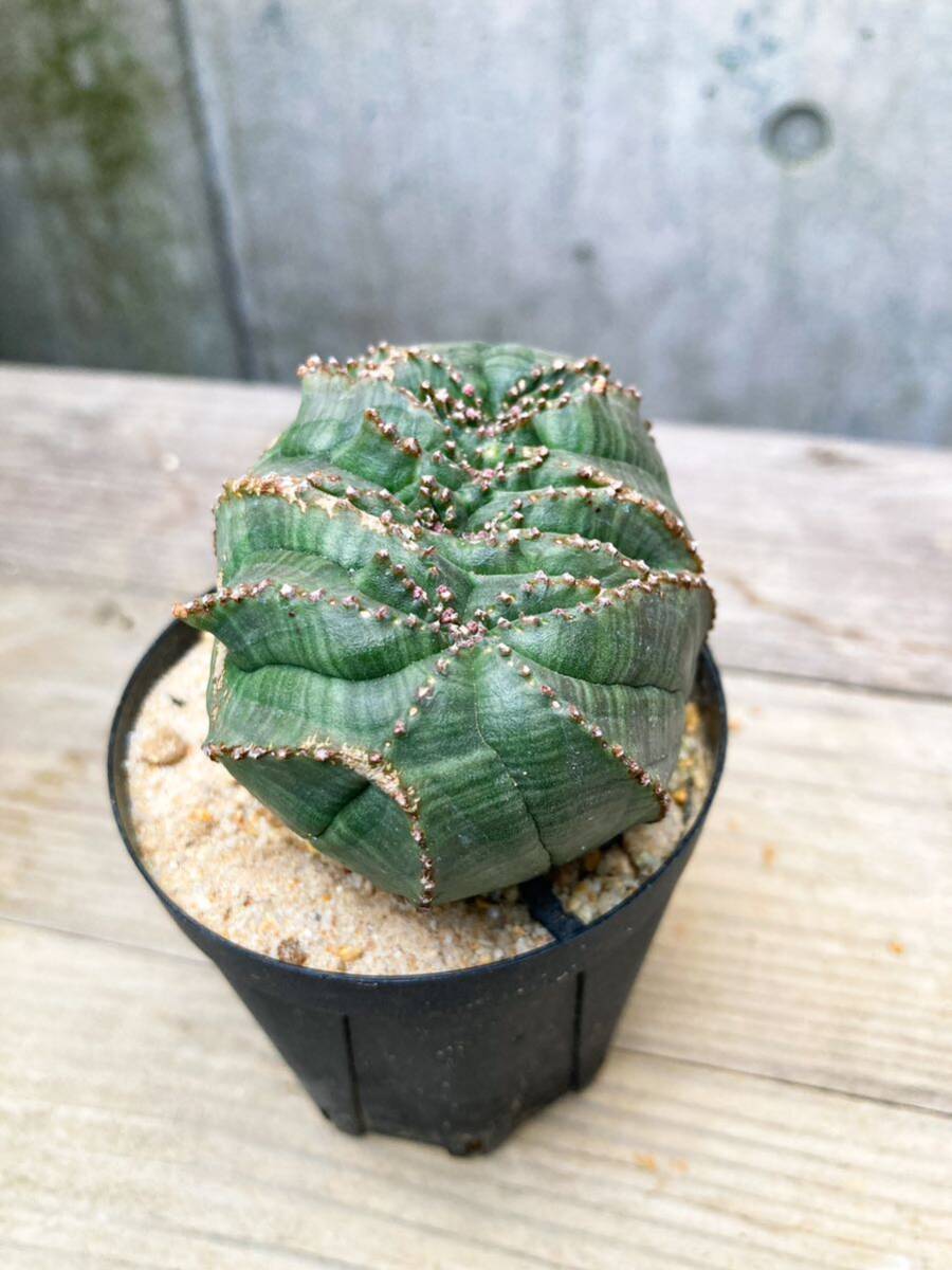 Euphorbia obesa F150【綴化・モンスト】ユーフォルビア オベサ_画像7