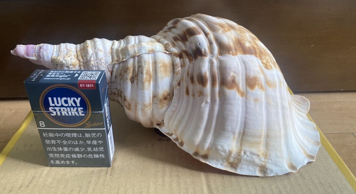 YH-1866 法螺貝 ほら貝 魔除け 置物 アンティーク 貝殻 ホラ貝　沖縄　全長約32cm 重量約713g_画像2
