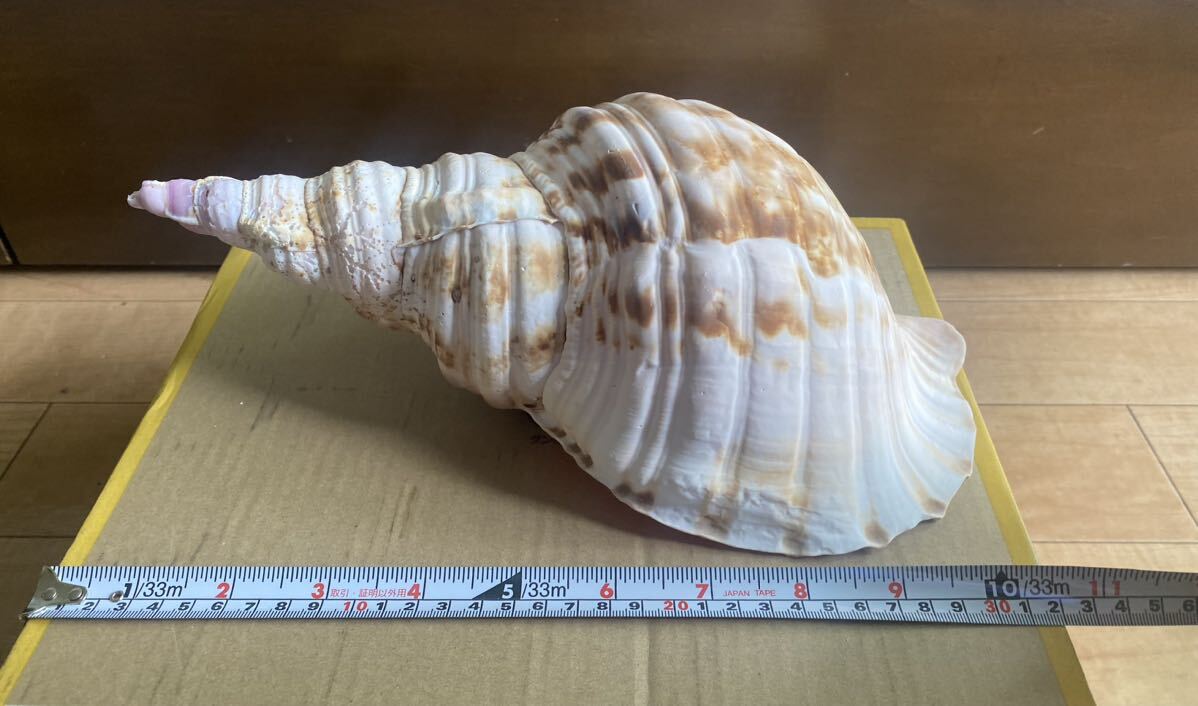YH-1866 法螺貝 ほら貝 魔除け 置物 アンティーク 貝殻 ホラ貝　沖縄　全長約32cm 重量約713g_画像1