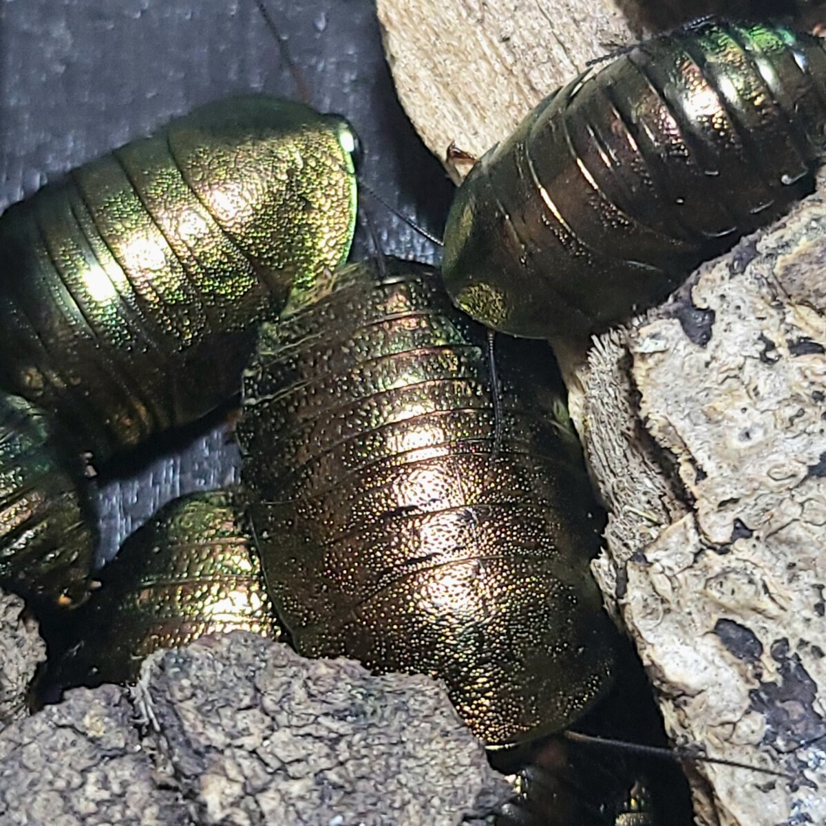 ニジイロゴキブリ 5匹+α  エメラルドジュエルローチ ゴキブリ の画像1