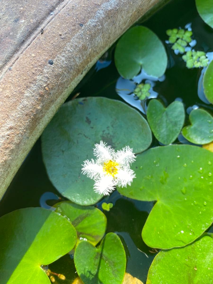 ガガブタ3株 水生植物 ビオトープ 浮草 めだか 水槽 水草 宿根 白花 浮葉