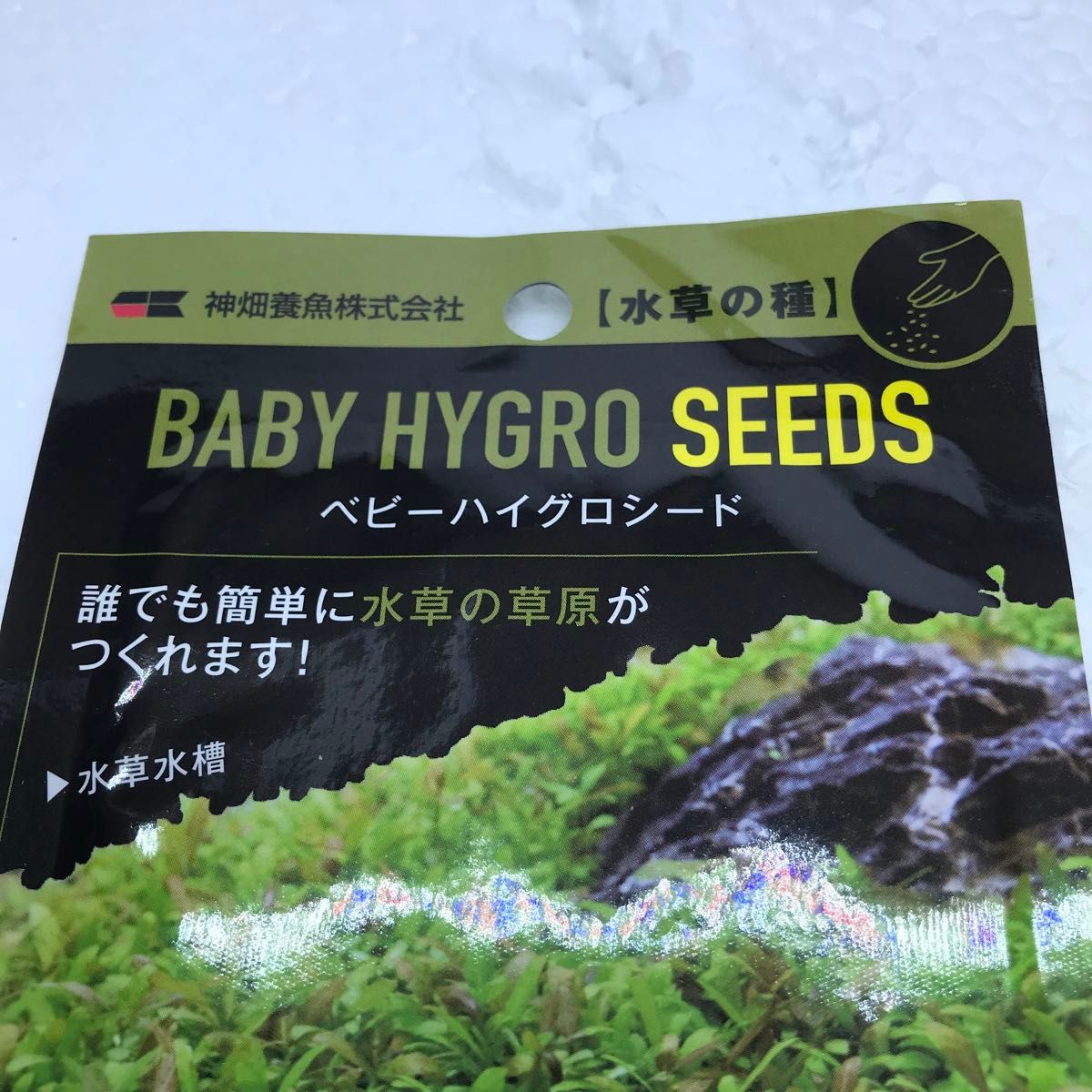 未使用　神畑　ベビーハイグロシード　水草の種　水草の草原　BABY HYGRO SEEDS カミハタ