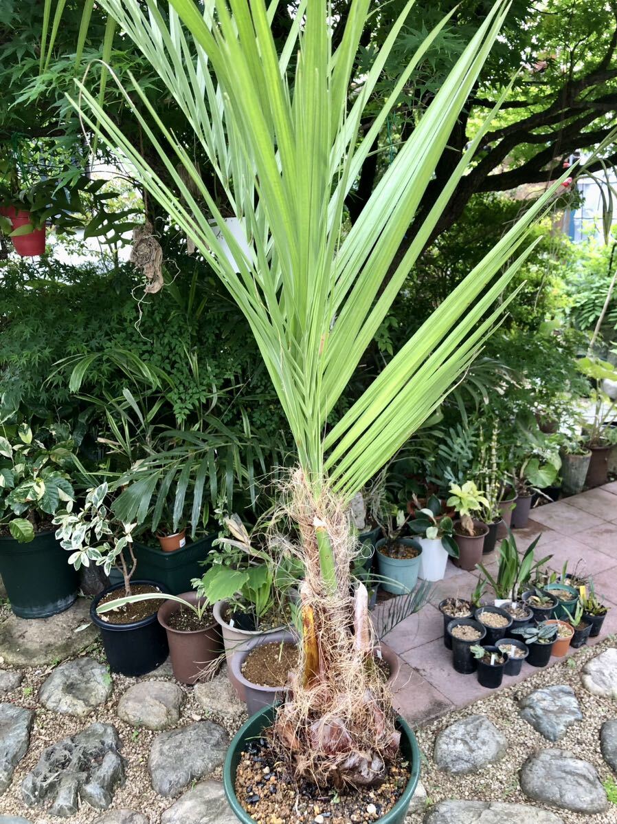  decorative plant * cocos nucifera here s cocos nucifera 