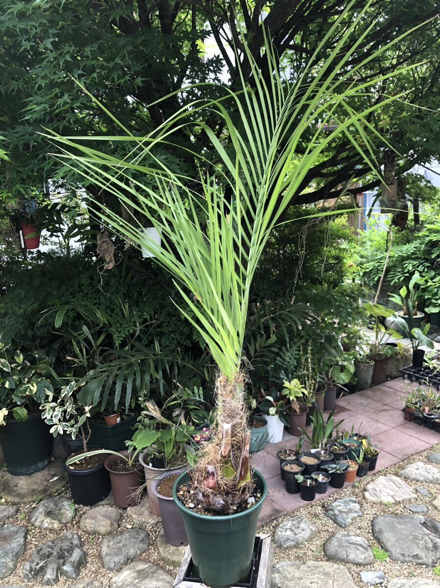 decorative plant * cocos nucifera here s cocos nucifera 