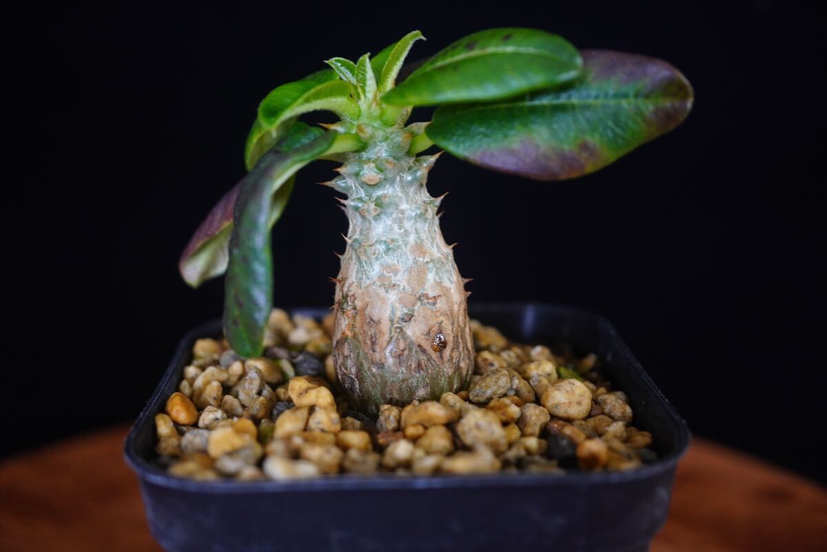 3 パキポディウム ウィンゾリー Windsorii コーデックス 良型 塊根植物 実生1の画像2