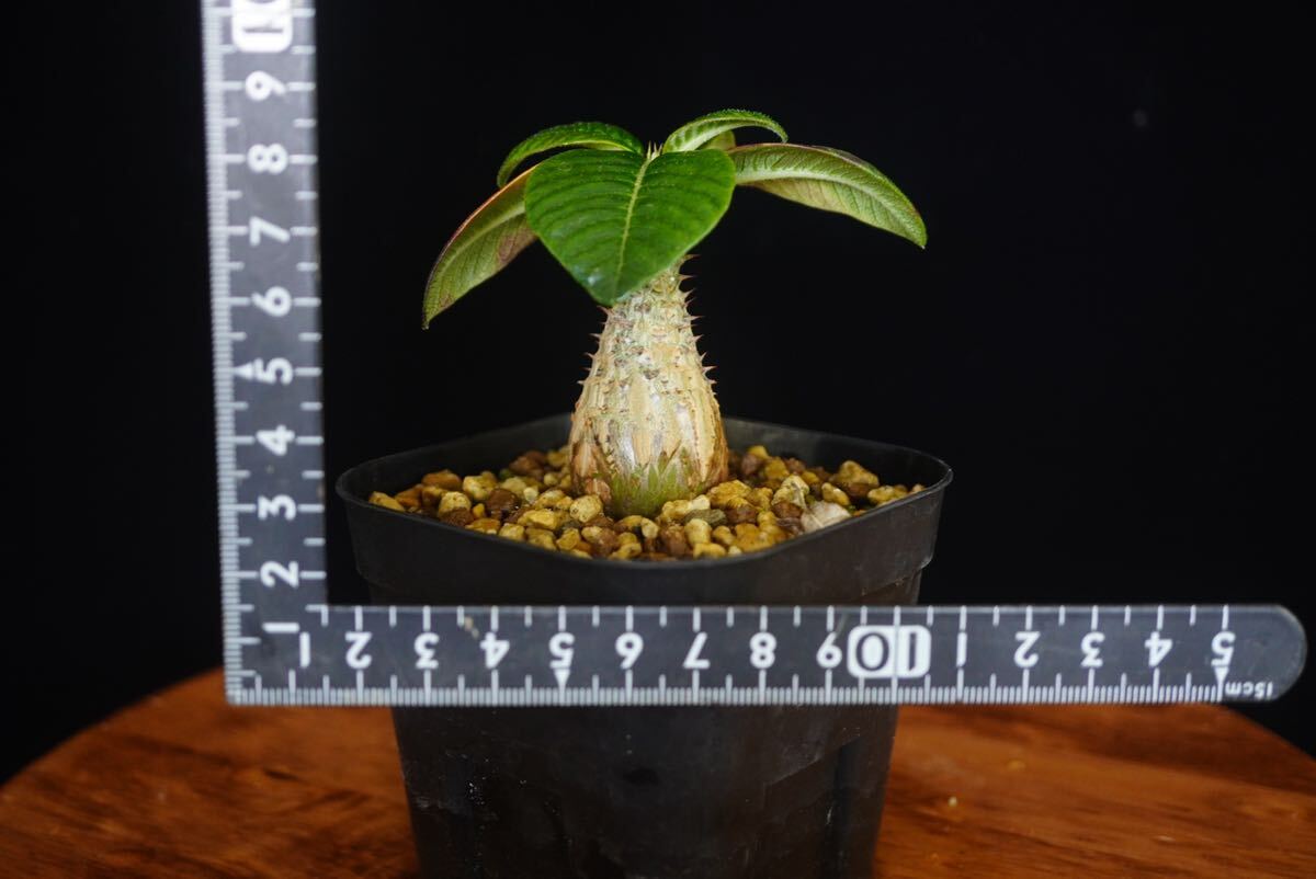 6 パキポディウム ウィンゾリー Windsorii コーデックス 良型 塊根植物 実生1の画像6