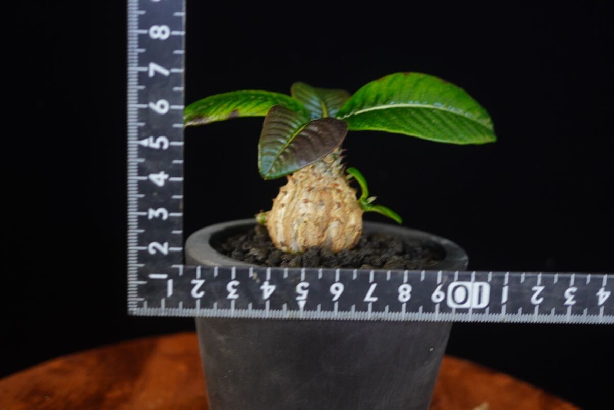 8 パキポディウム ウィンゾリー Windsorii コーデックス 良型 塊根植物 実生1の画像7