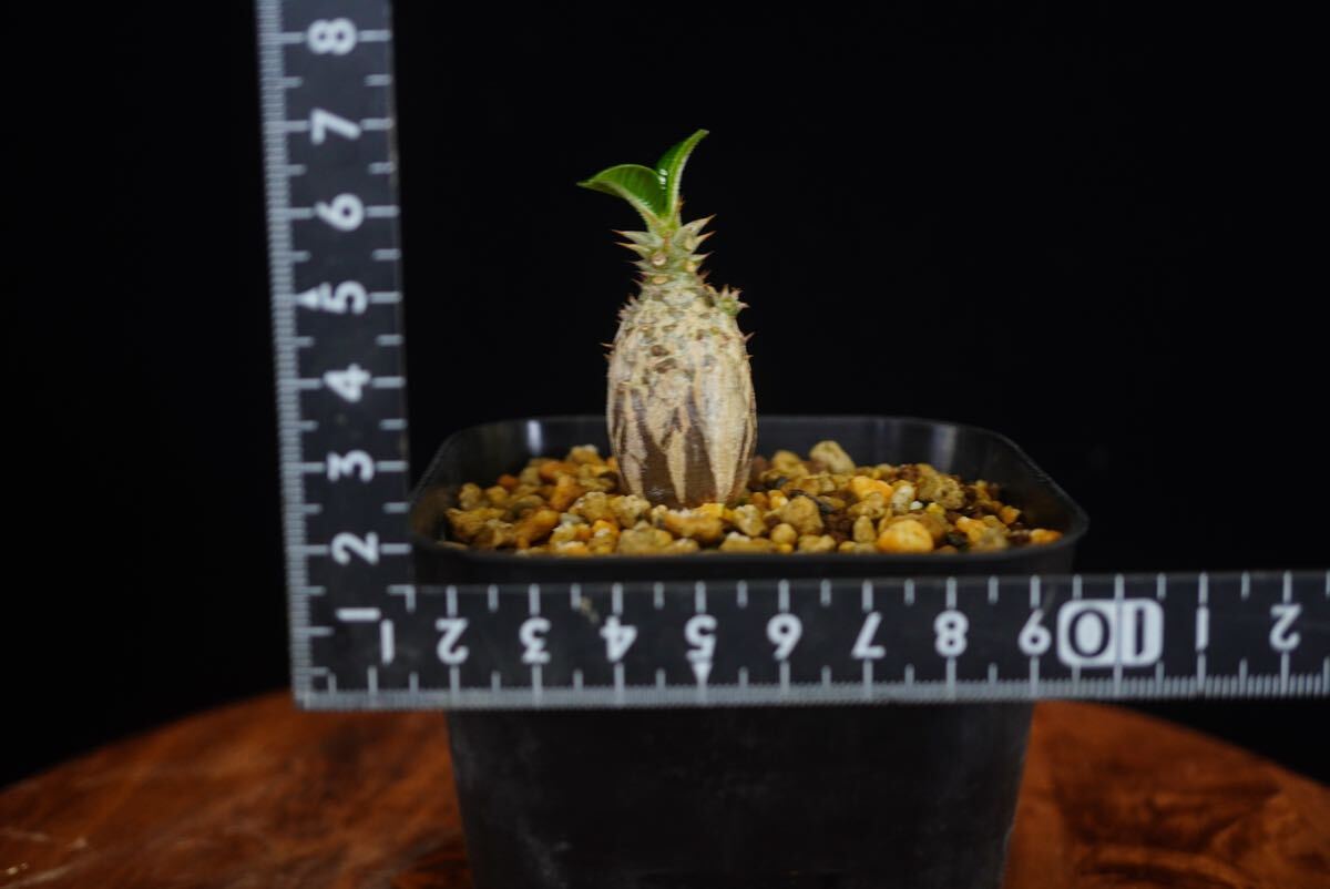 1 パキポディウム ウィンゾリー Windsorii コーデックス 良型 塊根植物 実生1の画像5
