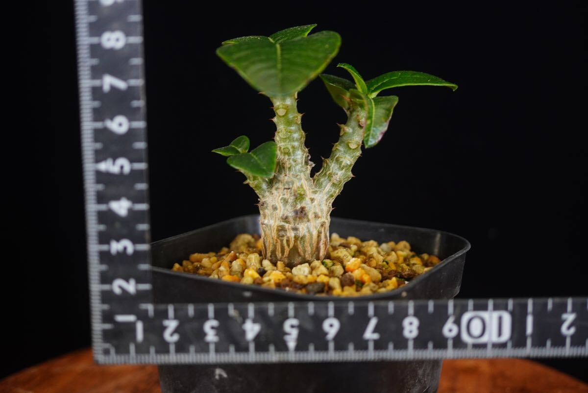 4 パキポディウム ウィンゾリー Windsorii コーデックス 良型 塊根植物 実生1の画像7