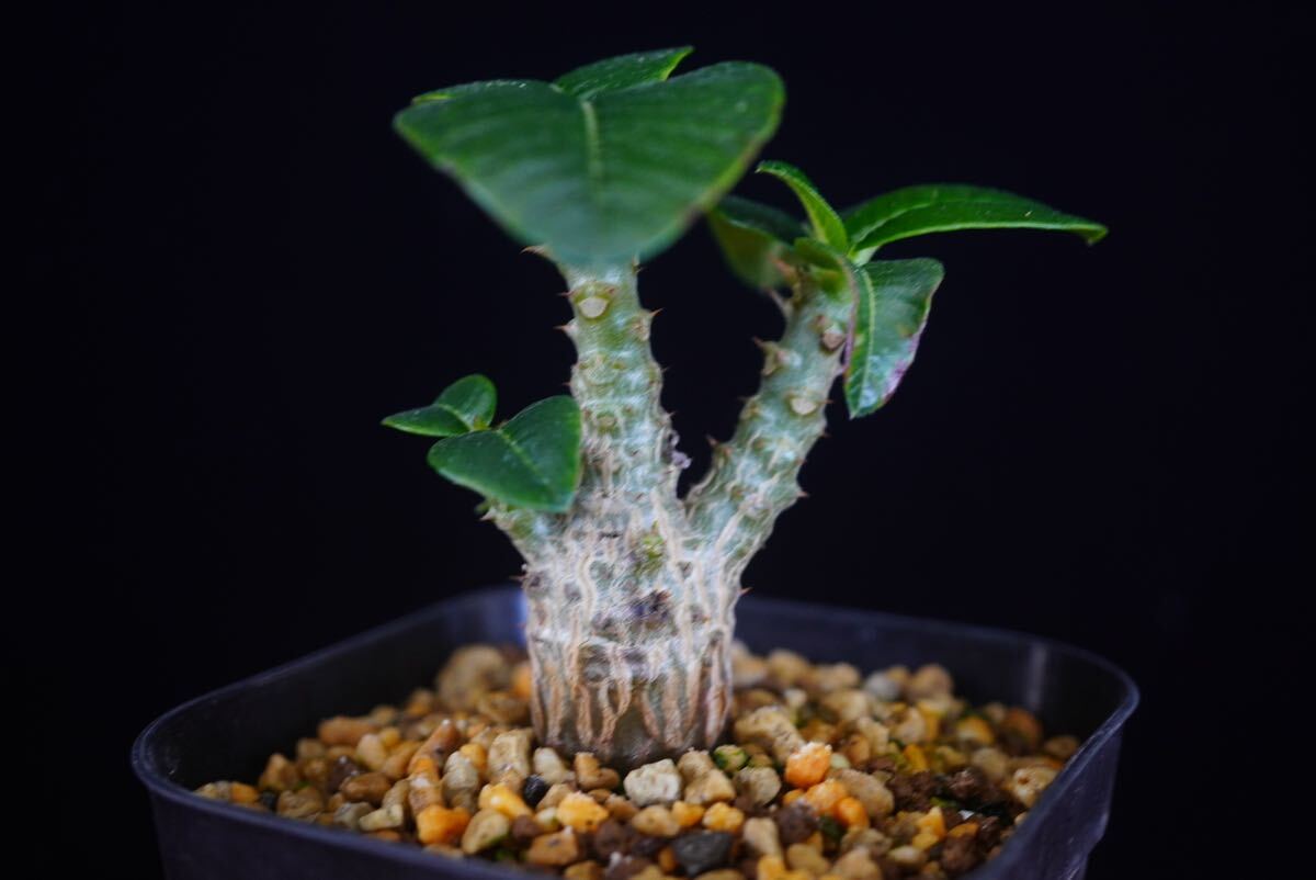 4 パキポディウム ウィンゾリー Windsorii コーデックス 良型 塊根植物 実生1の画像2