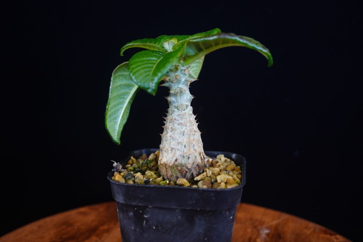 7 パキポディウム ウィンゾリー Windsorii コーデックス 良型 塊根植物 実生1の画像1