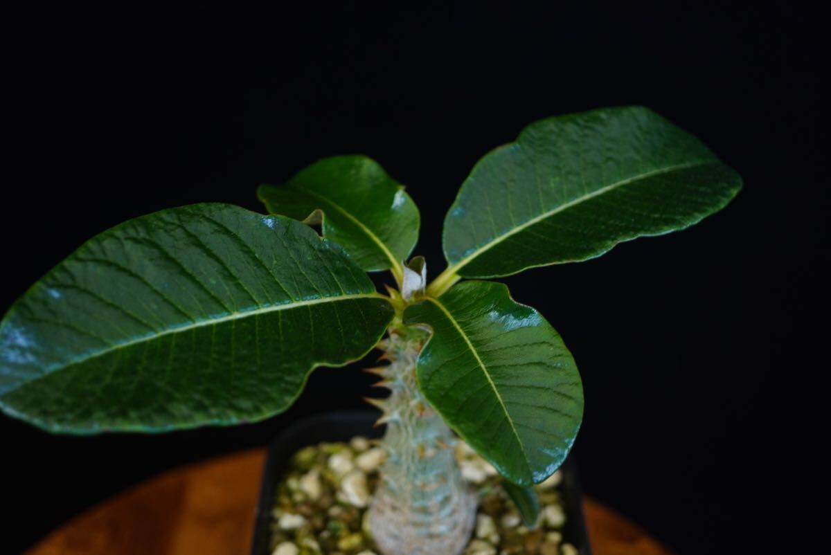 3パキポディウム　ウィンゾリー×バロニー　Windsorii コーデックス　良型　塊根植物　実生1_画像3