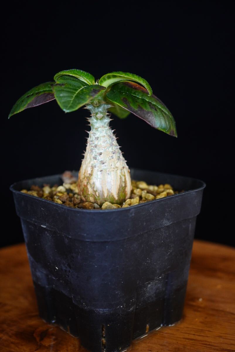 6 パキポディウム ウィンゾリー Windsorii コーデックス 良型 塊根植物 実生1の画像3