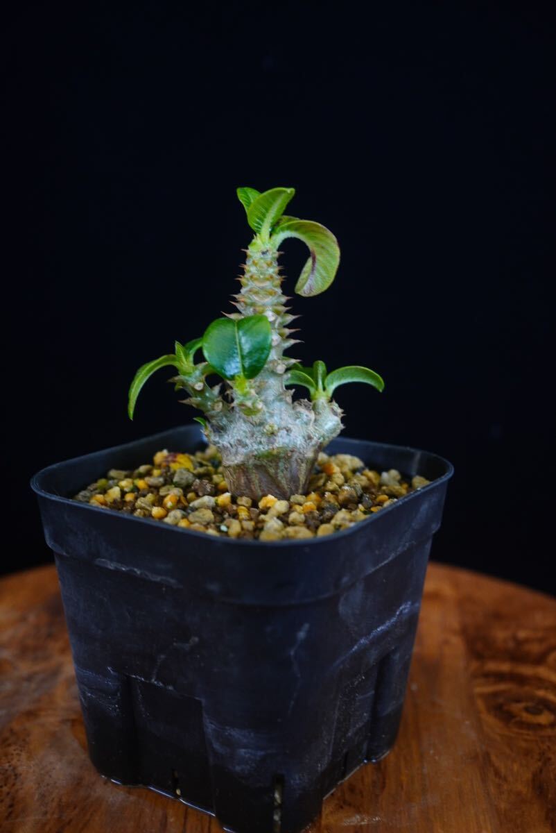 2 パキポディウム ウィンゾリー Windsorii コーデックス 良型 塊根植物 実生1の画像3