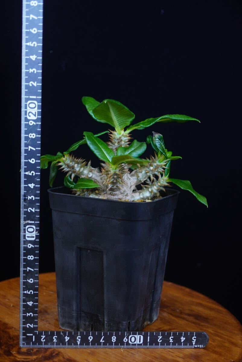 10 パキポディウム　ウィンゾリー×バロニー Windsorii x Baronii hyb. コーデックス　良型　塊根植物　実生1_画像9