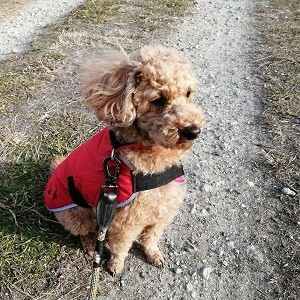 【在庫限り】(Go Walk) 犬用 キルティッド・フリース・コート 犬服 防寒 雨具 英国ハッピーペット社製 (XSサイズ、レッド）_画像5