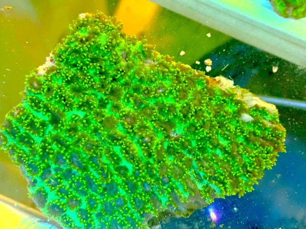 [ aquarium. exist living ]( coral ) wart coral SP. metallic green individual sale LPS hard coral saltwater fish 