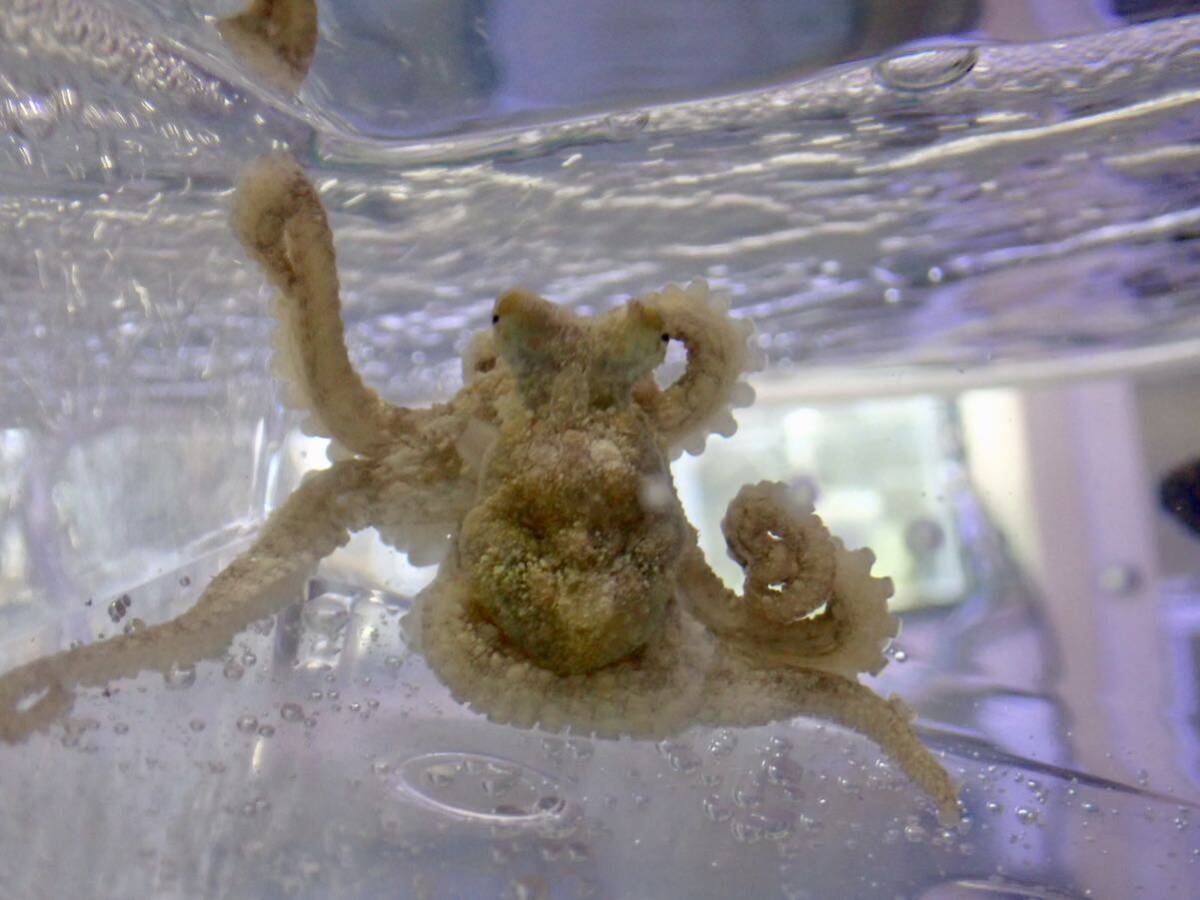 【アクアリウムのある暮らし】(海水魚)ウデナガカクレダコ 個体販売 海水生物 タコ オクトパス サンゴの画像3