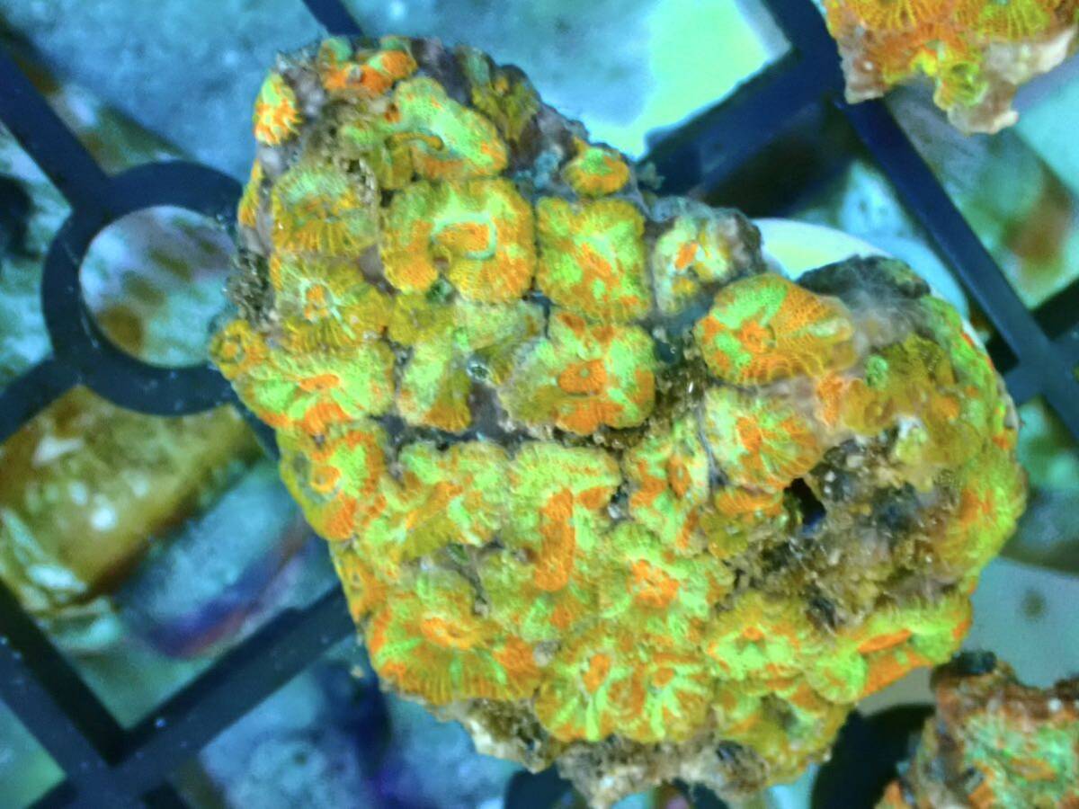 [ aquarium. exist living ]( coral )amaksakikmeisi multicolor f rug No.17 individual sale LPS hard coral saltwater fish 