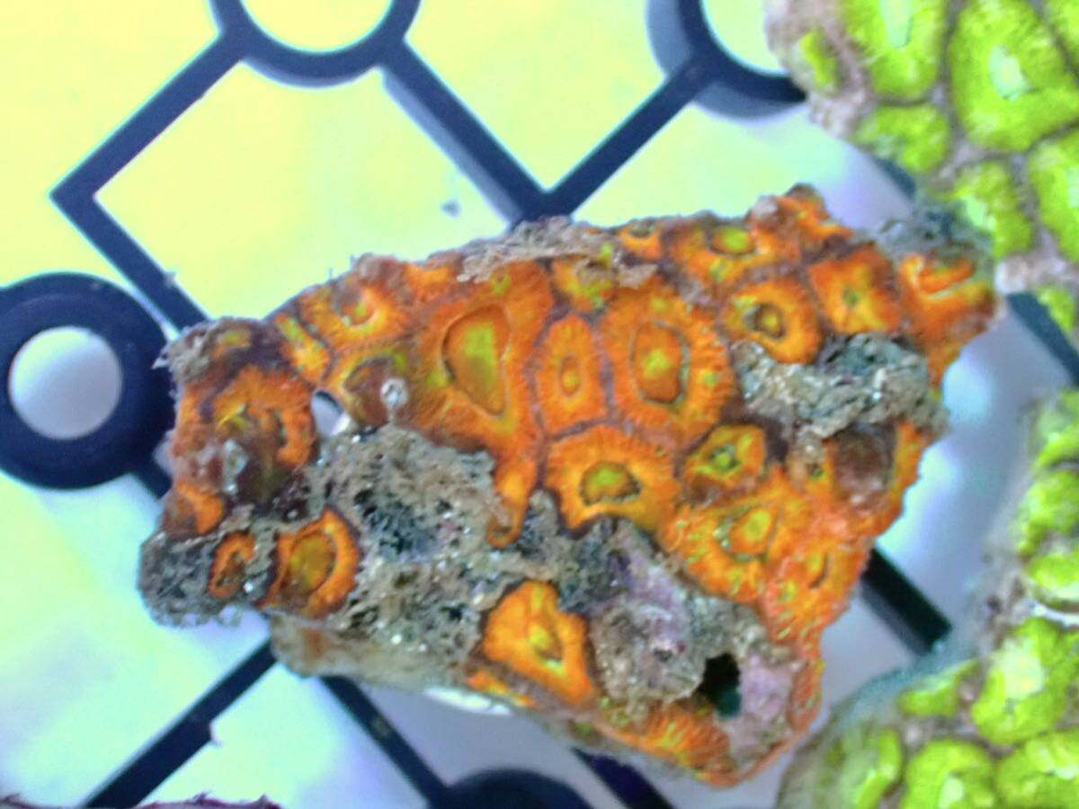 [ аквариум. есть жизнь ]( коралл )amaksakikmeisi многоцветный f ковер No.31 особь распродажа LPS твердый коралл морская рыба 