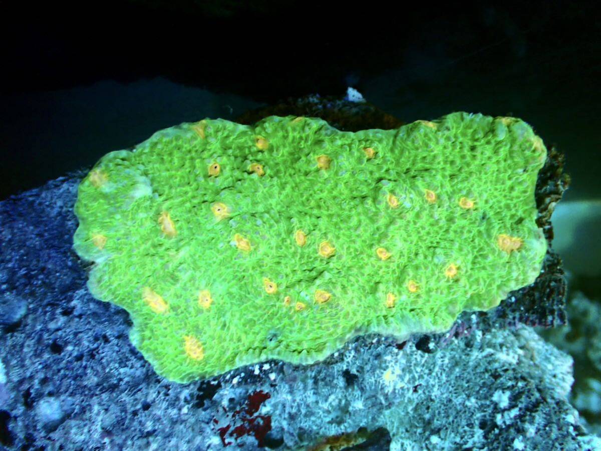 [ аквариум. есть жизнь ]( коралл )kika коралл No.44 особь распродажа LPS твердый коралл морская рыба 