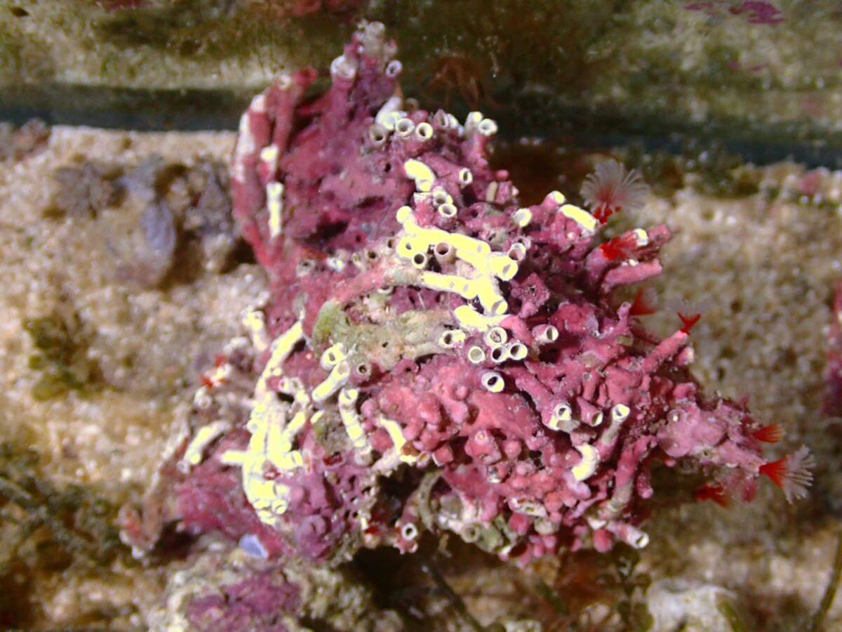 [ aquarium. exist living ]( coral ) oo si light go kai SM size sample image ±7-10cm saltwater fish keya rim si