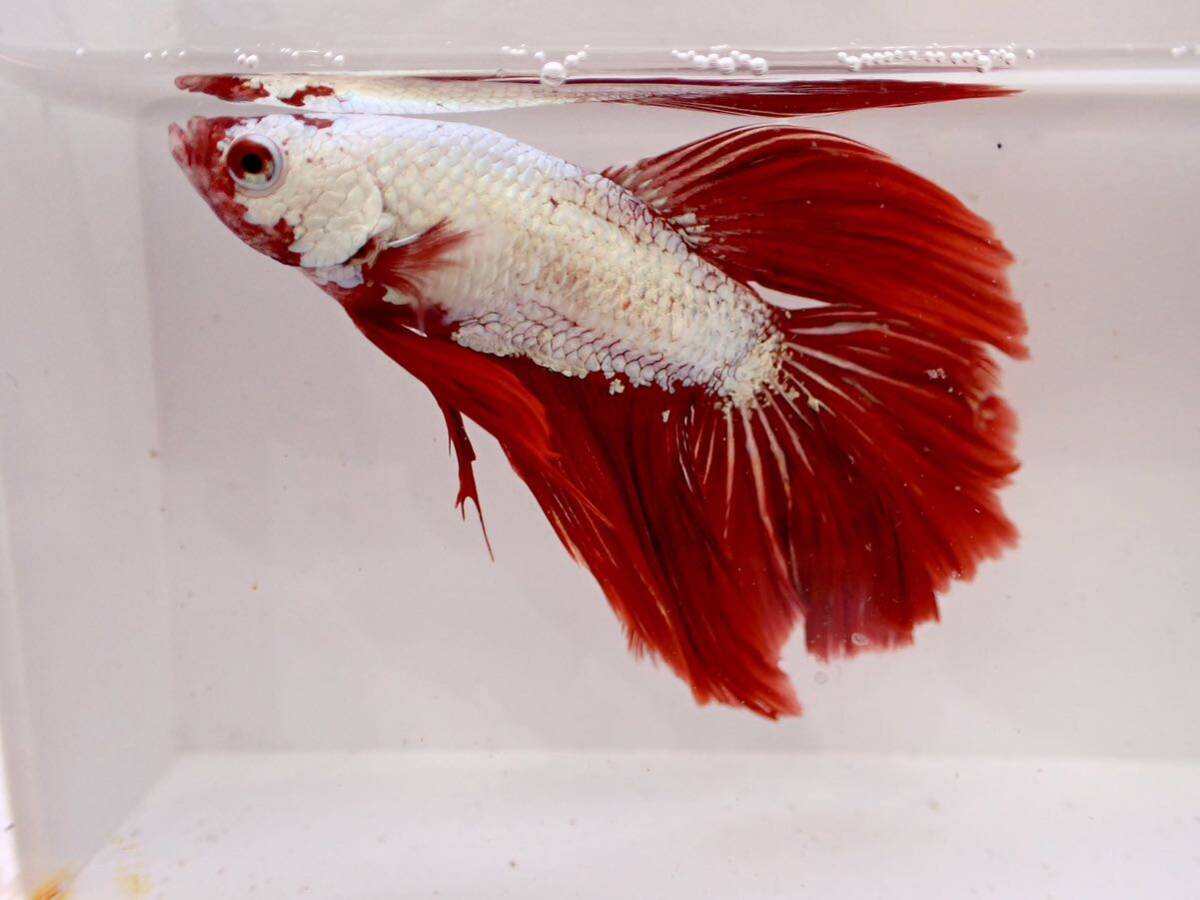 [ aquarium. exist living ]( freshwater fish / betta ) HM half moon No.51 individual sale tropical fish small size fish improvement betta 