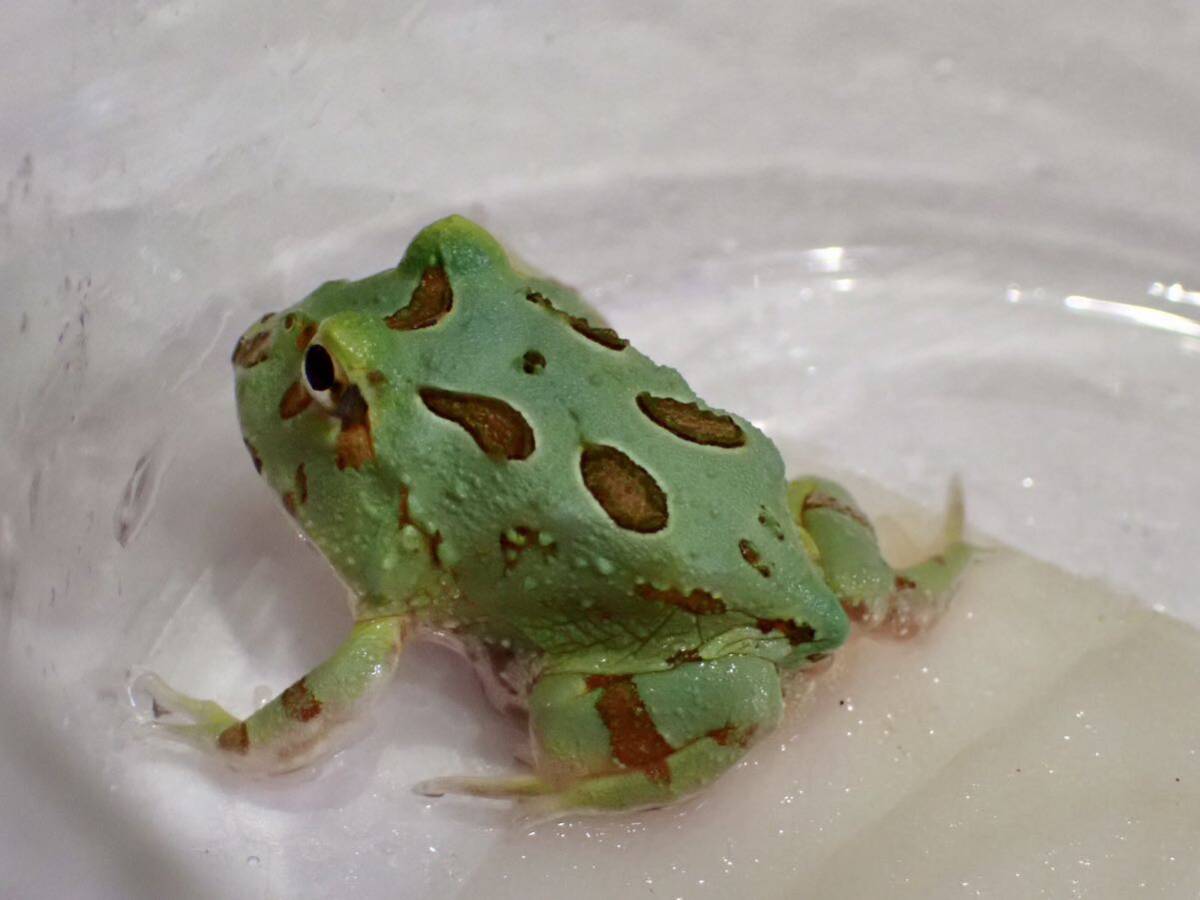 [ aquarium. exist living ]( frog ) Clan well tsunoga L peppermint No.2 individual sale tropical fish . amphibia 