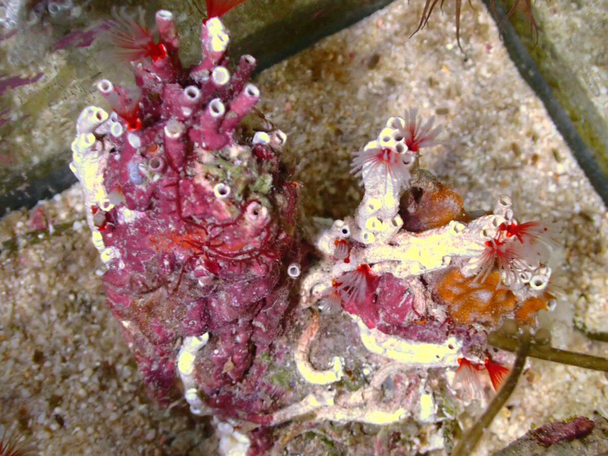 [ aquarium. exist living ]( coral ) oo si light go kai SM size sample image ±7-10cm saltwater fish keya rim si