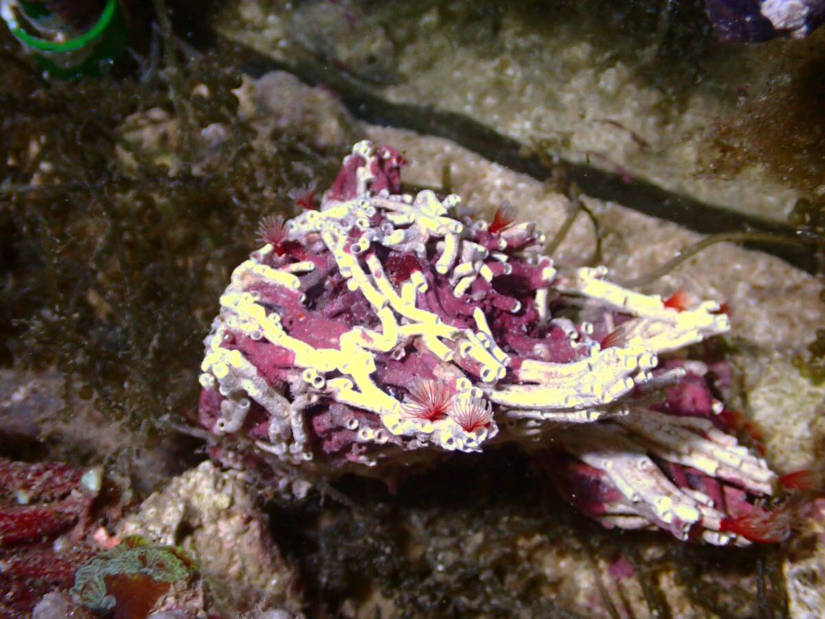 [ aquarium. exist living ]( coral ) oo si light go kai SM size sample image ±7-10cm saltwater fish keya rim si