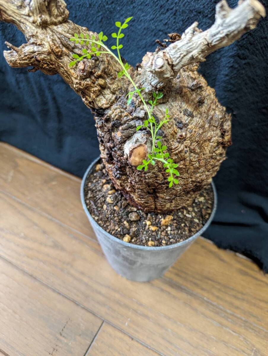 【発根済み株4】オペルクリカリアパキプス 塊根植物の画像2