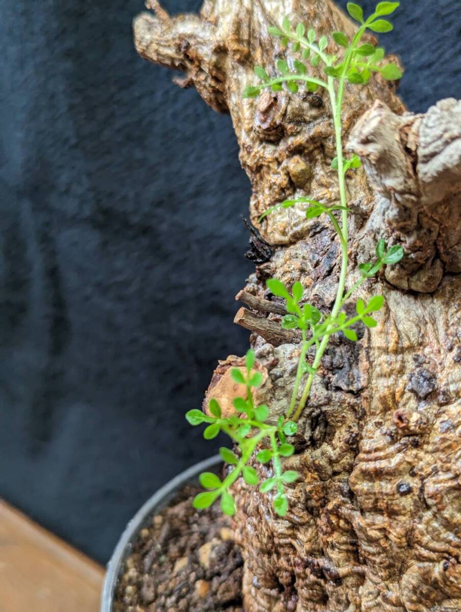 【発根済み株4】オペルクリカリアパキプス 塊根植物の画像3