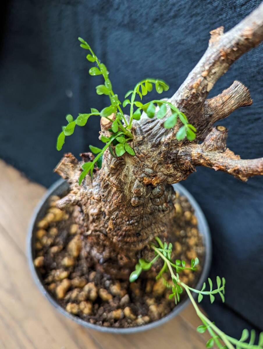 【発根済み株7】オペルクリカリアパキプス 塊根植物の画像2