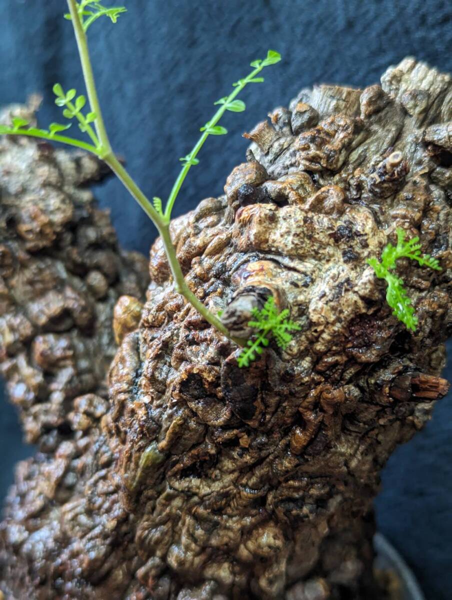 【発根済み株6】オペルクリカリアパキプス 塊根植物の画像2