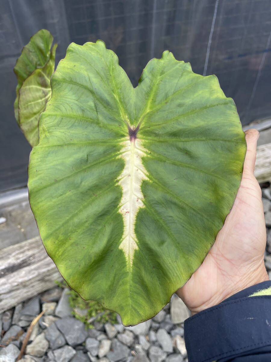 Green ＂r＂ コロカシア・ホワイトラヴァColocasia esculenta ‘White Lava’_画像1