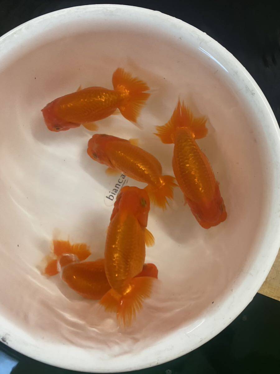  opening 2 -years old 5 pcs set two -years old fish golgfish 