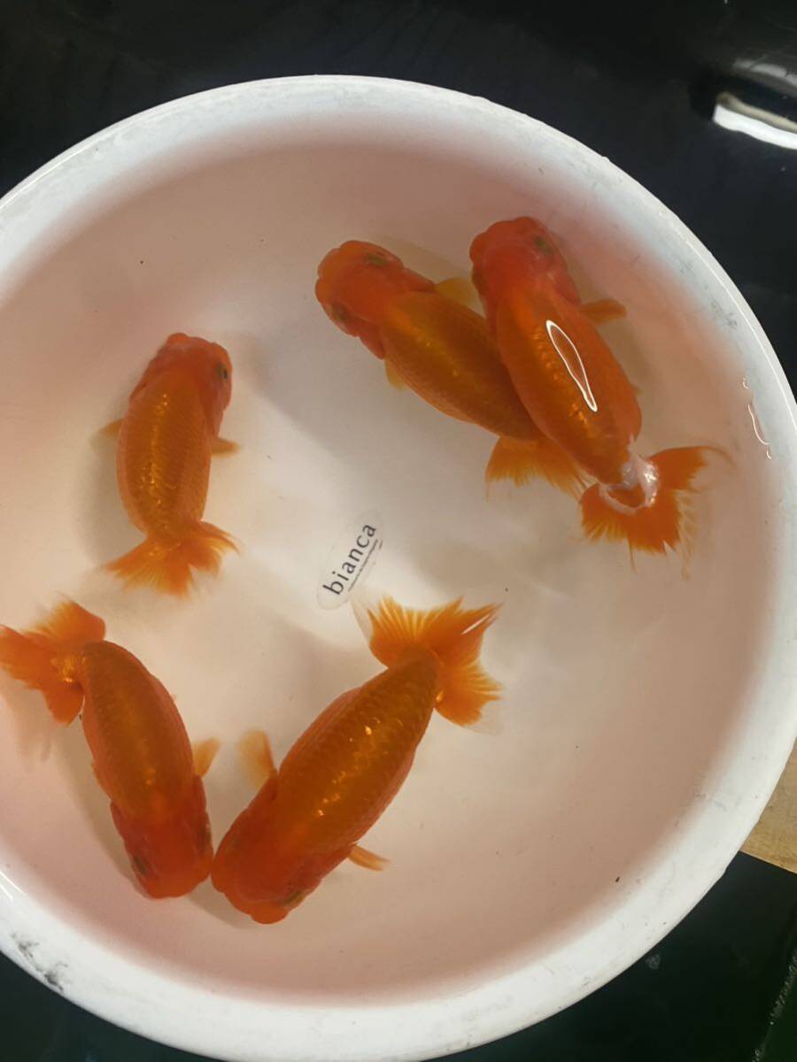  opening 2 -years old 5 pcs set two -years old fish golgfish 