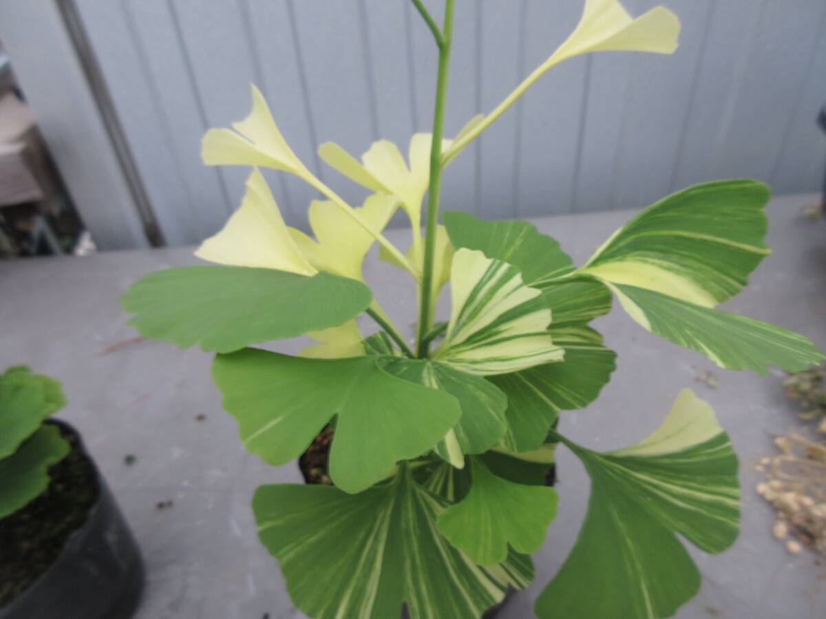  reality goods . go in ginkgo biloba,. height approximately 15cm, connection tree,9cm pot 5-9**