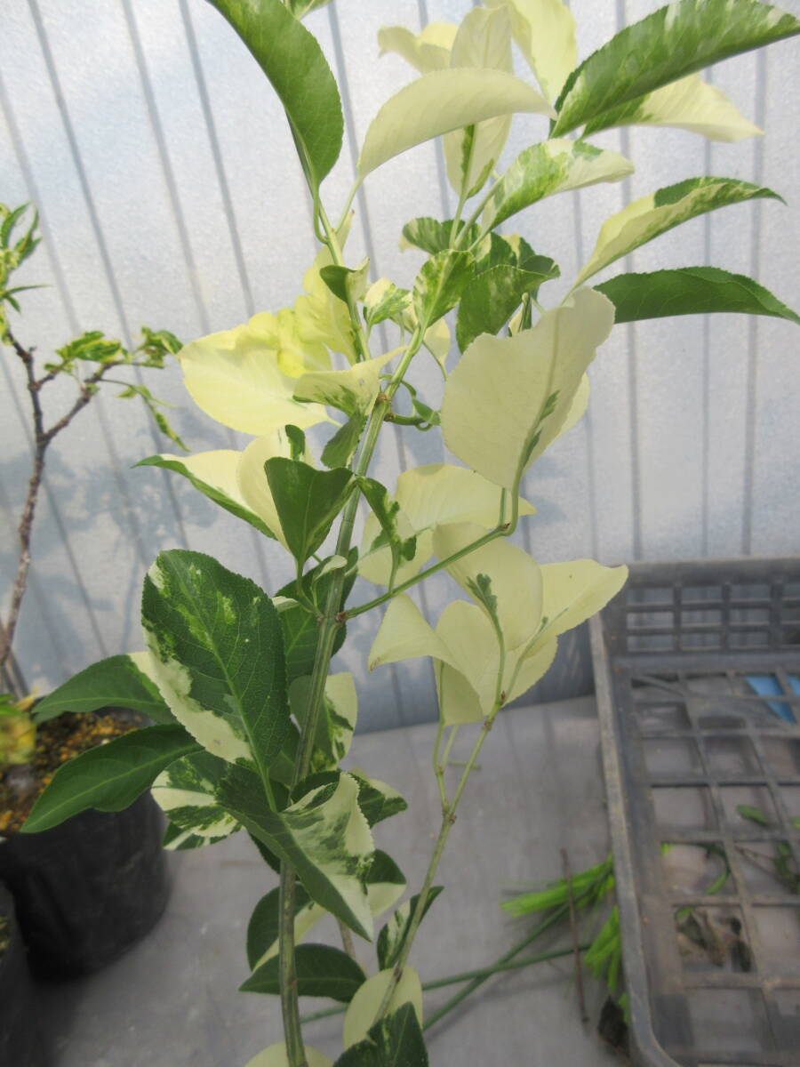  white .mayumi,1 pot, connection tree,. height approximately 35cm,12cm pot **