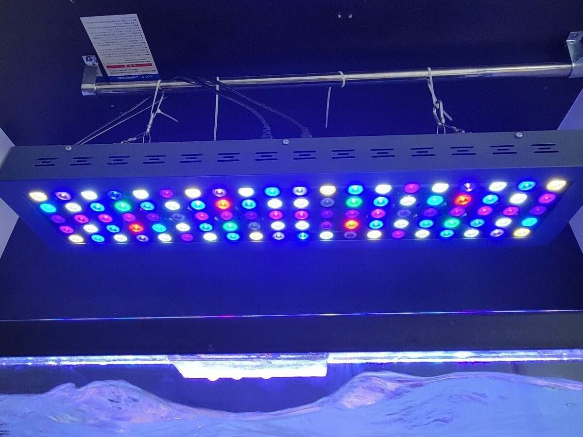 最終値下げ ブラックボックス 80cm LED 照明 ブルーch全打ち替え済み サンゴ ミドリイシ レアサイズ 送料無料