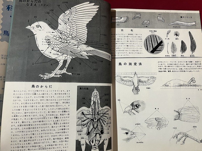 z※　科学大観　第16号　鳥類（野鳥） 特集　昭和34年発行　世界文化社　書籍　昭和レトロ　当時物　/　H51_画像3