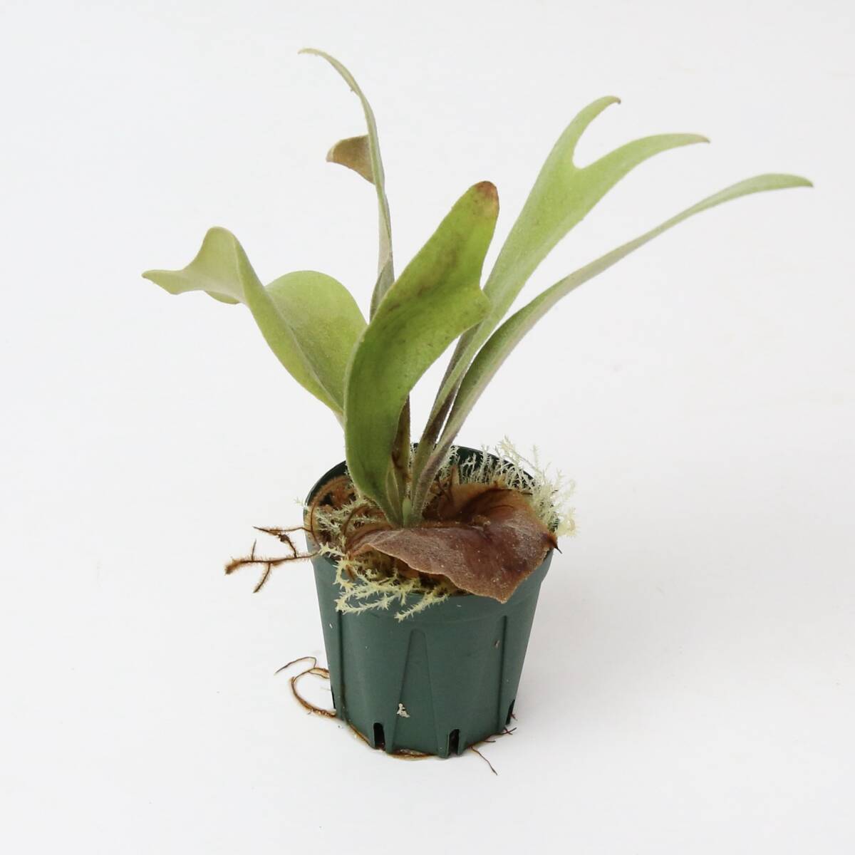  staghorn fern * white Hawk platycerium.white hawk Platycerium 