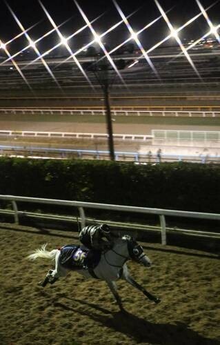 ゴールドシップ たてがみ ゼッケン 競馬 ウマ娘 武豊 ゴルシ チャリティー