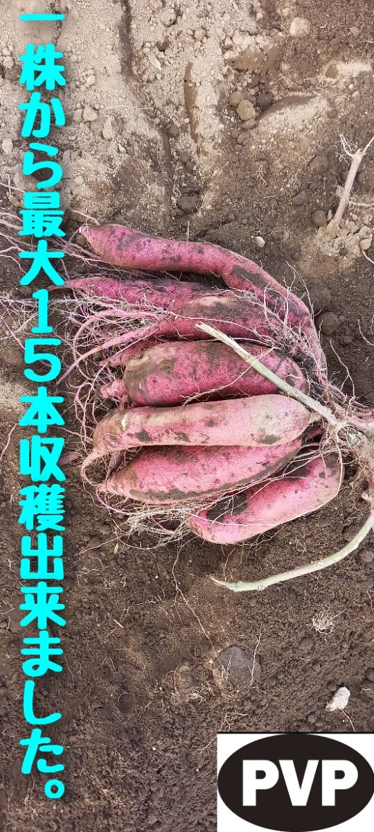 2本5月中旬発送分紅はるかウイルスフリーバイオ苗　さつまいも苗　野菜苗_画像2