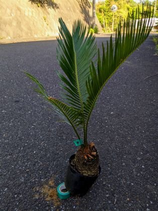 5/3 photographing reality goods!. iron * cycad 3.5 number ..*...* resort garden tree *( product number GRP)[ postage M]