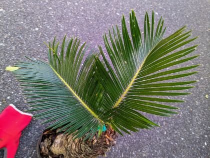 5/3 photographing reality goods!. iron * cycad 4 number ..*...* resort garden tree *( product number GRT)[ postage M]