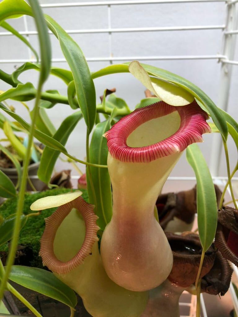 Nepenthes ventricosa alba Nepenthes vent Ricoh sa Alba meal insect plant 